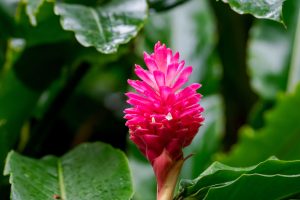 Spring in Barbados